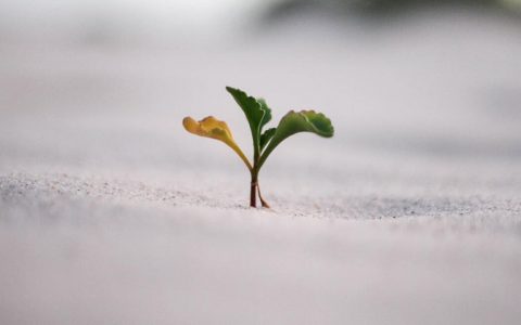 这家投资公司拥有20万个比特币，最近宣布推出恒星币信托基金