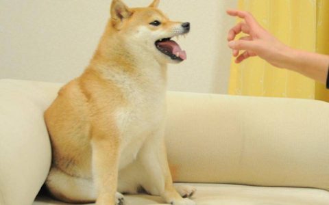 「撕裂」 NFT 之后，社区激辩 NFD 丨目击